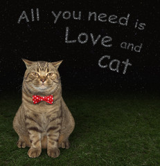 The beige cat in a red bow tie is sitting on the meadow at night.
