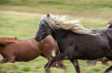 Flock of Island ponies with flying mane on a pasture in northern Iceland