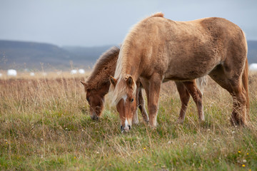 Flock of Island ponies with flying mane on a pasture in northern Iceland