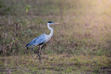 White necked heron in grassland environment, Pantanal , Brazil
