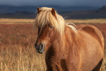 Obraz premium Flock of Island ponies with flying mane on a pasture in northern Iceland