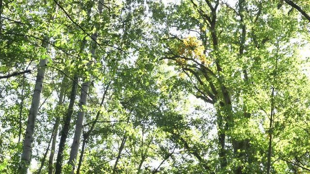 Des feuilles au tronc