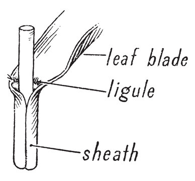 Grass morphology vintage illustration.
