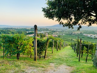 Fototapeta na wymiar Vineyards Italy