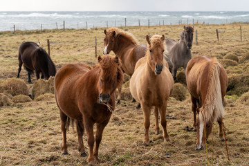 Flock of Island ponies with flying mane on a pasture in northern Iceland