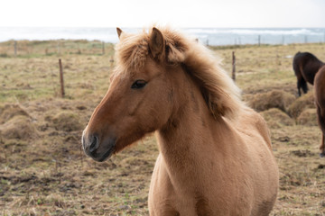 Fototapeta premium Flock of Island ponies with flying mane on a pasture in northern Iceland