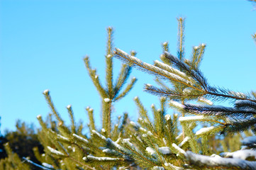 Young snowy Christmas trees grow in a forest