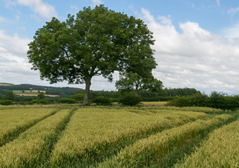Fototapeta na wymiar tree in a wheat field
