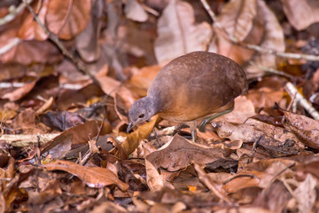 Naklejka na ściany i meble Little Tinamou photographed in Linhares, Espirito Santo. Southeast of Brazil. Atlantic Forest Biome. Picture made in 2013.