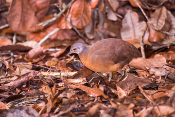 Little Tinamou photographed in Linhares, Espirito Santo. Southeast of Brazil. Atlantic Forest Biome. Picture made in 2013.