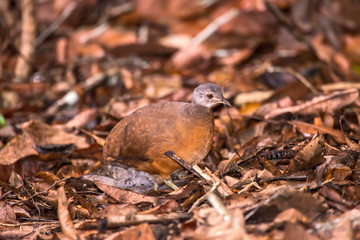 Little Tinamou photographed in Linhares, Espirito Santo. Southeast of Brazil. Atlantic Forest Biome. Picture made in 2013.
