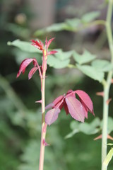 Red rose root steam