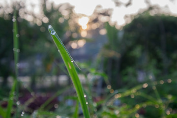 Dew in the morning exposed to beautiful sunlight
