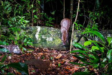 Lowland paca photographed in Linhares, Espirito Santo. Southeast of Brazil. Atlantic Forest Biome. Picture made in 2013.