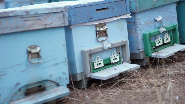Bee evidence is arranged in rows in an apiary in a forest in Turkey. Bees make honey in the evidence. Production of natural organic honey