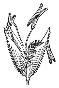 Poaceae Vintage Illustration.