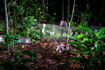 Lowland paca photographed in Linhares, Espirito Santo. Southeast of Brazil. Atlantic Forest Biome. Picture made in 2013.