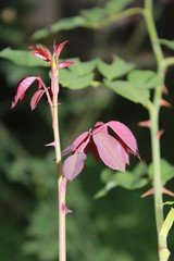 red rose steam 