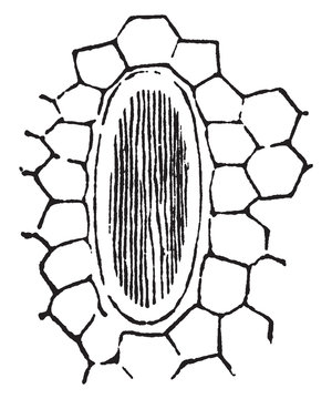 Raphides vintage illustration.