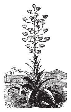 agave plant blooming desert landscape clip art preview