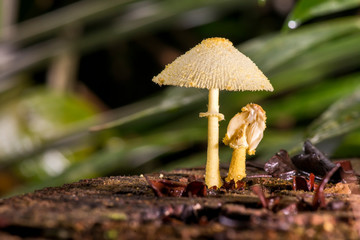 Mushroom photographed in Linhares, Espirito Santo. Southeast of Brazil. Atlantic Forest Biome. Picture made in 2013.