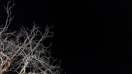 White tree, black background at night