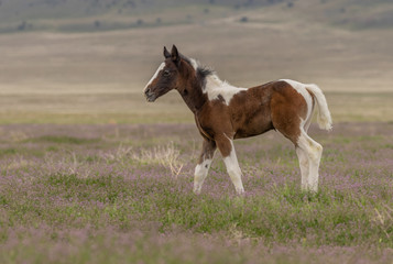 Fototapeta na wymiar Wild Horse Foal in Spring in the Utah Dessert