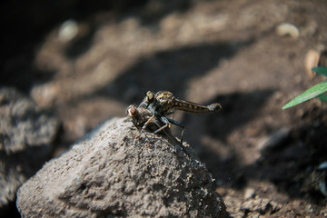 Robber fly  is a predatory insect