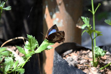 Black wing butterflies perch on celery plants