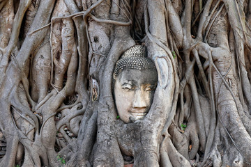 Ancient Buddha Image Overgrown By Tree Roots