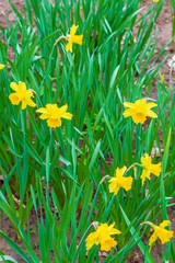 Yellow flowers daffodils grow in the garden in early spring