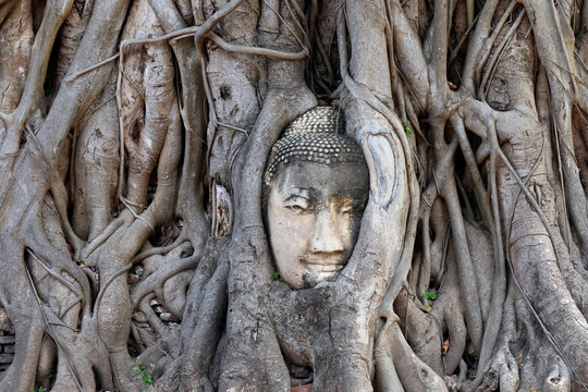 Ancient Buddha Image Overgrown By Tree Roots