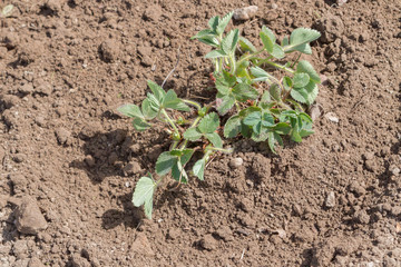 An elderly man transplants strawberries in the garden in the spring