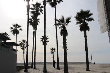 Fototapeta na wymiar palm trees at blue sky los angeles