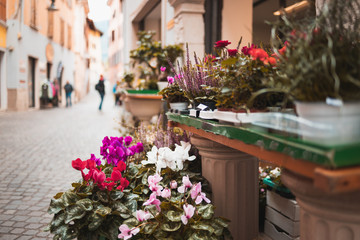 Flowers on an old Italian street in the city of Arco in focus. Street background blurred