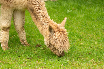 llama eating grass © urdialex