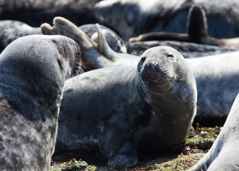 Grey Seals