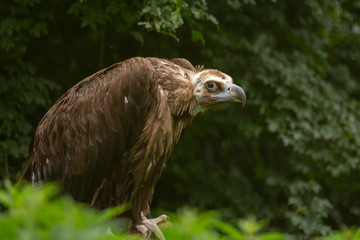 Vulture i pairi daiza zoo, belgium