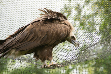 Vulture i pairi daiza zoo, belgium
