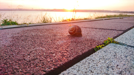 snail on sidewalk next to lake at sunrise