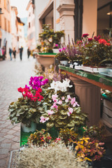 Fototapeta na wymiar Flowers on an old Italian street in the city of Arco in focus. Street background blurred