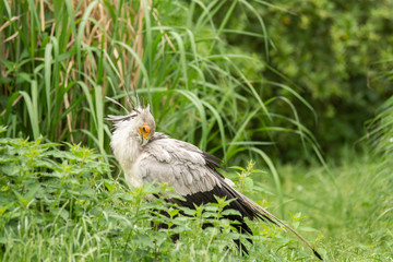 exotic bird in pairi daiza