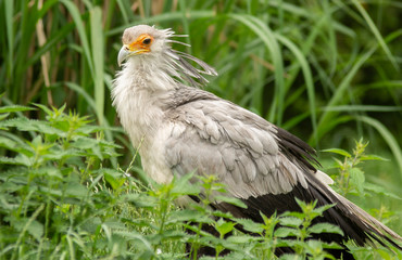 exotic bird in pairi daiza