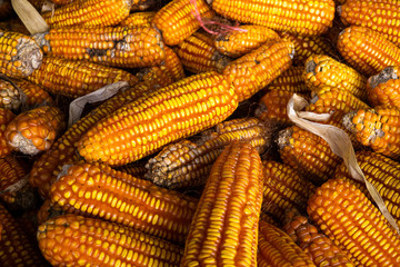 Corn processing factory, food industry ,raw food 
