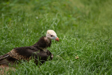 Vulture i pairi daiza zoo, belgium