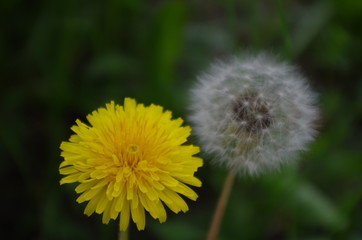Old and new dandelion with green background