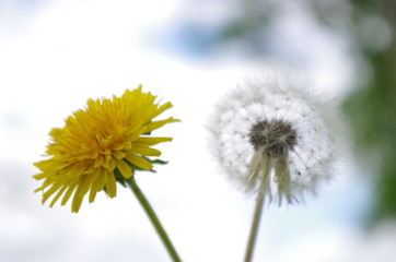 Old and new dandelion with white background