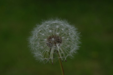 Old dandelion with green background