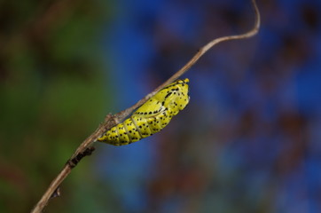 Yellow cocoon waiting to become a butterfly