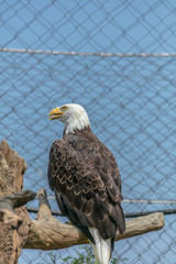 Eagle at Buffalo Zoo